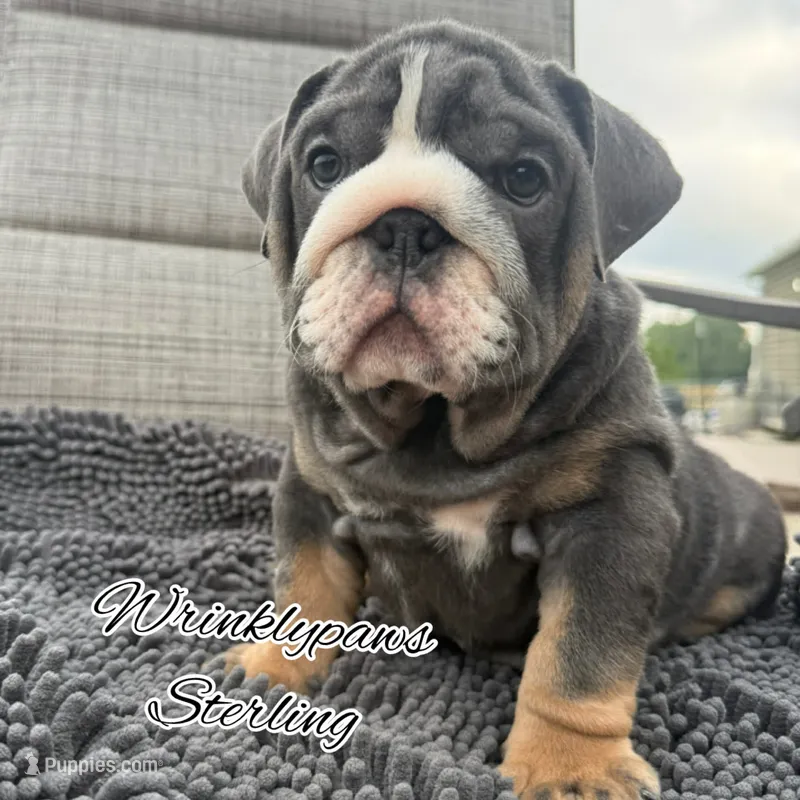 Sterling – English Bulldog puppy for sale in Findlay, OH
