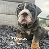 Sterling, a male English Bulldog for sale in Findlay, OH – 3 of 5