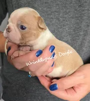 Doyle, a male Boston Terrier for sale in Findlay, OH – 2 of 2