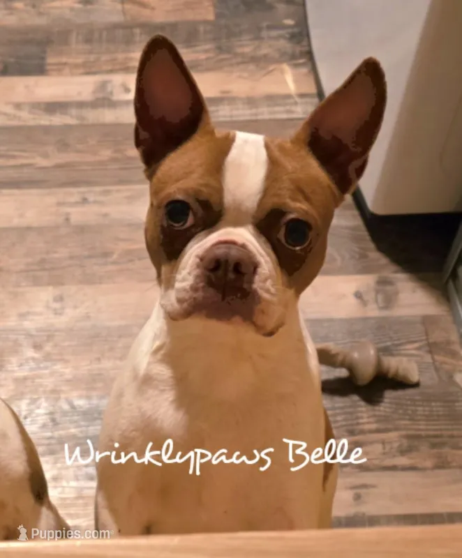 Due Msrch 31 – Boston Terrier puppy for sale in Findlay, OH