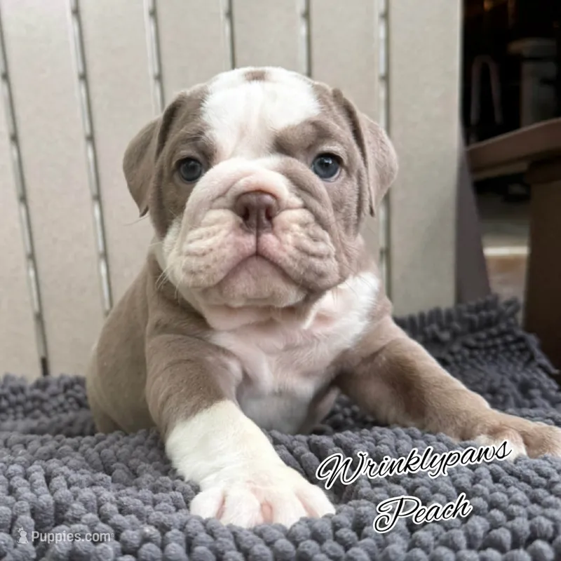 Peach – English Bulldog puppy for sale in Findlay, OH