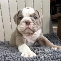 Peach, a female English Bulldog for sale in Findlay, OH – 2 of 8