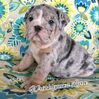 Lyra, a female English Bulldog for sale in Findlay, OH – 2 of 2
