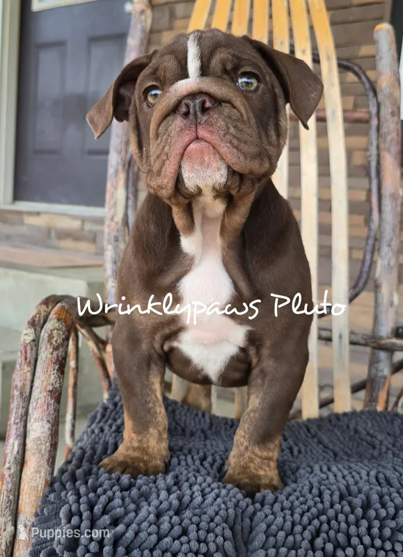 Pluto – English Bulldog puppy for sale in Findlay, OH