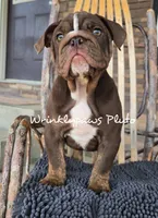 Pluto, a male English Bulldog for sale in Findlay, OH – 1 of 4