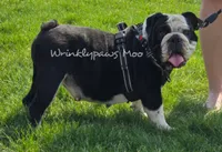 Moo x Moose, a  English Bulldog for sale in Findlay, OH – Photo 1 of 2