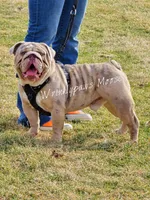 Moo x Moose, a  English Bulldog for sale in Findlay, OH – Photo 2 of 2