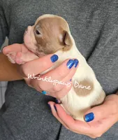 Dane, a male Boston Terrier for sale in Findlay, OH – 2 of 2