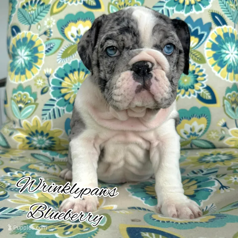Blueberry – English Bulldog puppy for sale in Findlay, OH