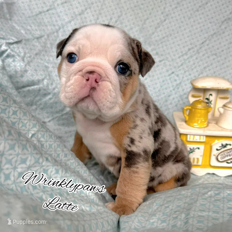 Latte – English Bulldog puppy for sale in Findlay, OH