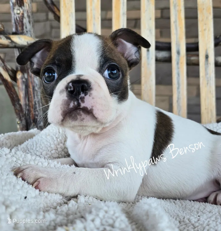 Benson – Boston Terrier puppy for sale in Findlay, OH