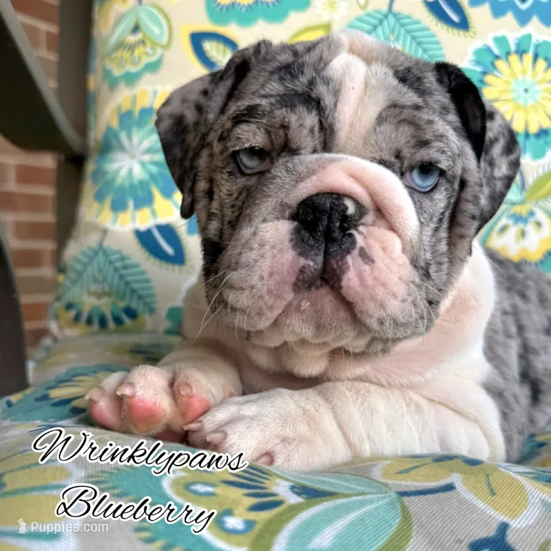 Blueberry – English Bulldog puppy for sale in Findlay, OH