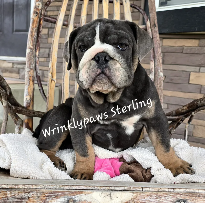Sterling – English Bulldog puppy for sale in Findlay, OH