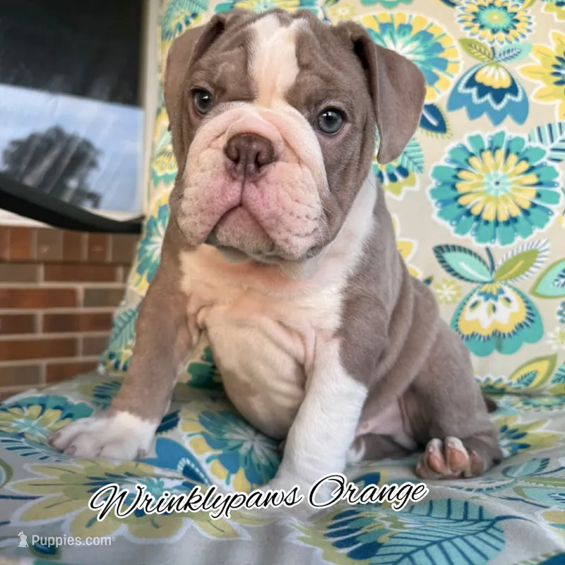 Orange – English Bulldog puppy for sale in Findlay, OH