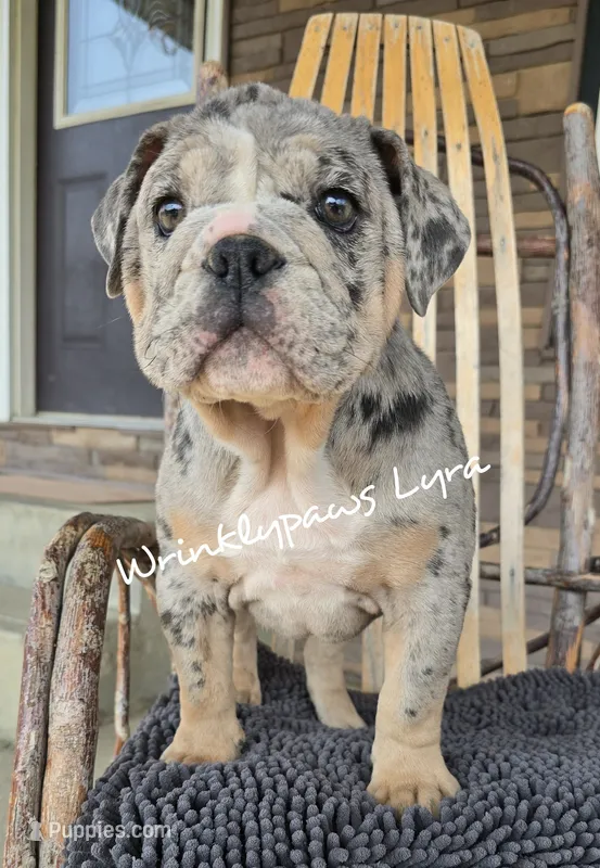 Lyra – English Bulldog puppy for sale in Findlay, OH