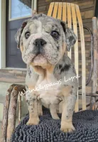 Lyra, a female English Bulldog for sale in Findlay, OH – 1 of 5