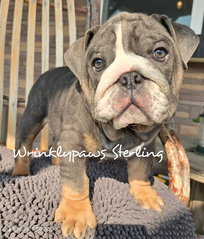 Sterling – English Bulldog puppy for sale in Findlay, OH