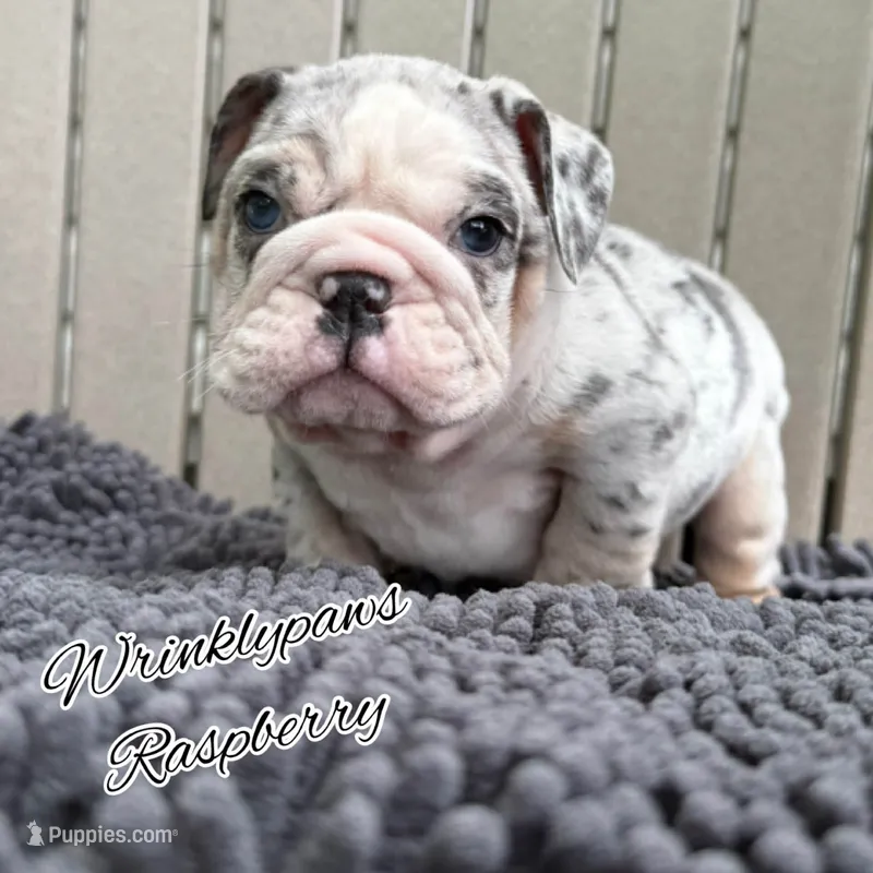Raspberry  – English Bulldog puppy for sale in Findlay, OH