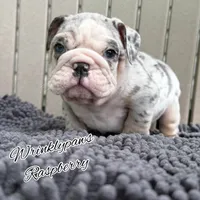 Raspberry , a female English Bulldog for sale in Findlay, OH – 2 of 8