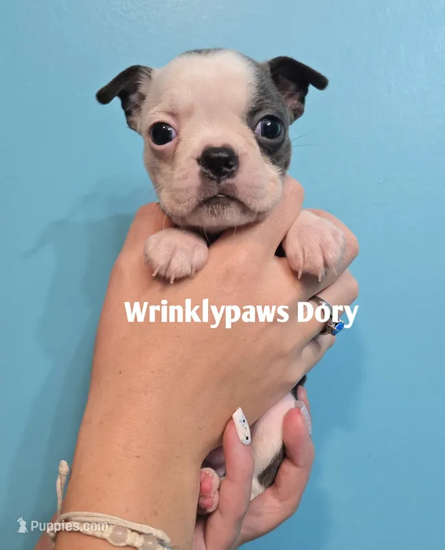 Dory – Boston Terrier puppy for sale in Findlay, OH