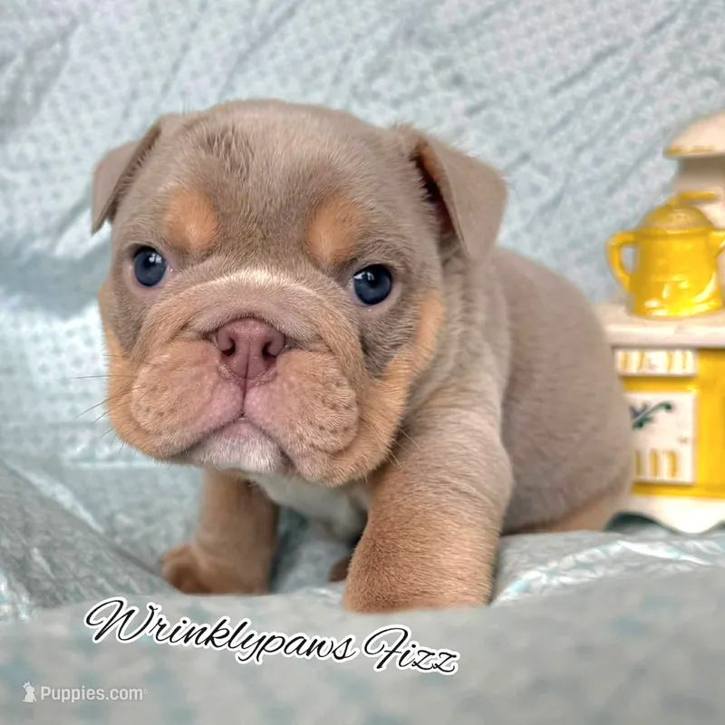Fizz – English Bulldog puppy for sale in Findlay, OH