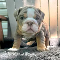 Truffle, a male English Bulldog for sale in Findlay, OH – 3 of 3