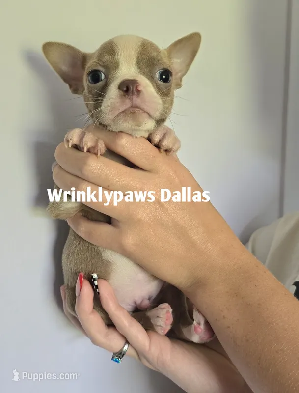 Dallas – Boston Terrier puppy for sale in Findlay, OH