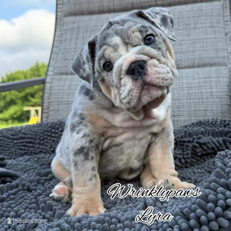 Lyra – English Bulldog puppy for sale in Findlay, OH