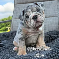 Lyra, a female English Bulldog for sale in Findlay, OH – 3 of 5