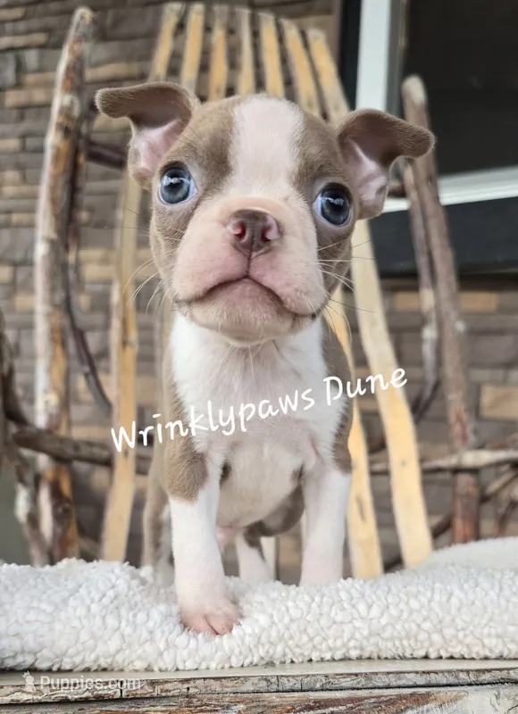Dune – Boston Terrier puppy for sale in Findlay, OH