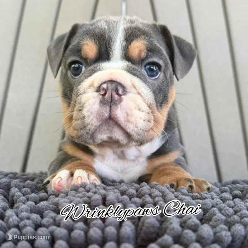Chai – English Bulldog puppy for sale in Findlay, OH