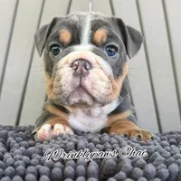 Chai, a female English Bulldog for sale in Findlay, OH – 1 of 4