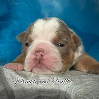 Truffle, a male English Bulldog for sale in Findlay, OH – 5 of 10