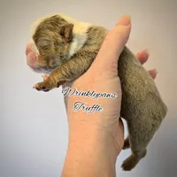 Truffle, a male English Bulldog for sale in Findlay, OH – Photo 2 of 5