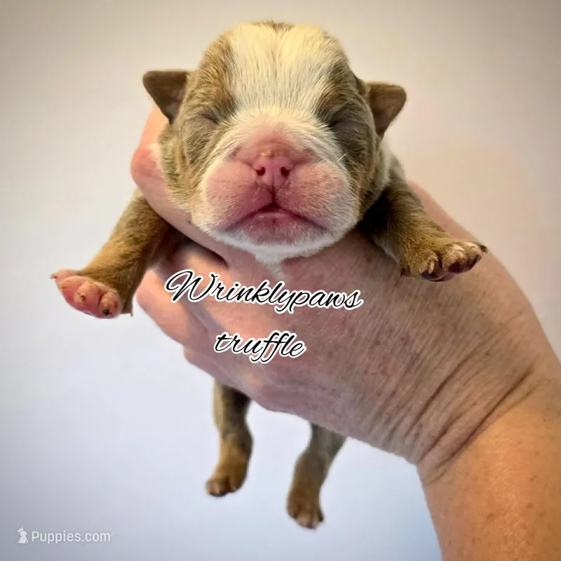 Truffle – English Bulldog puppy for sale in Findlay, OH