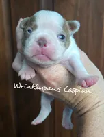 Caspian, a male Boston Terrier for sale in Findlay, OH – 2 of 2