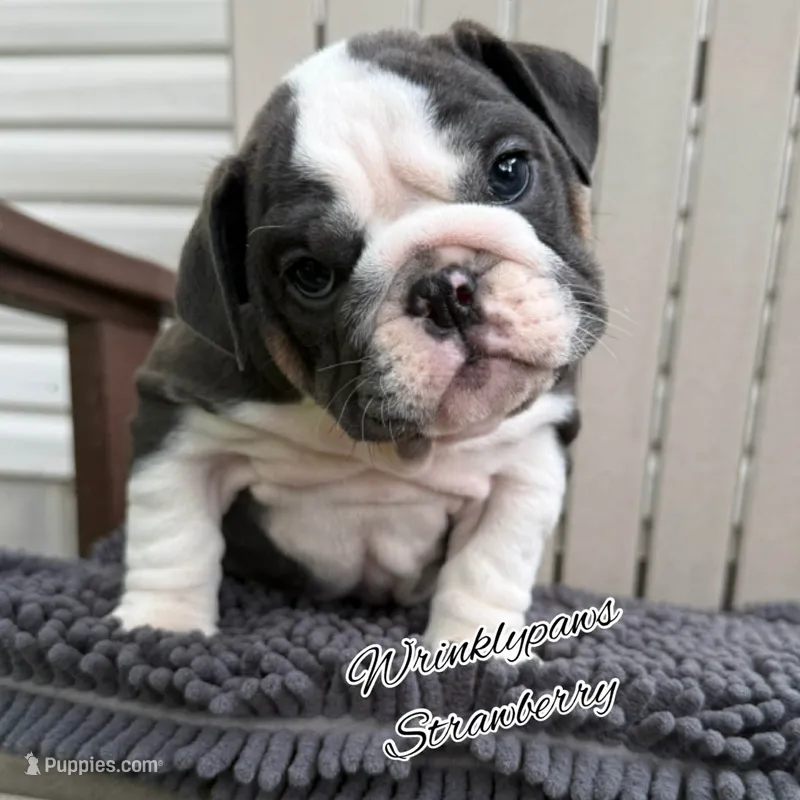 Strawberry – English Bulldog puppy for sale in Findlay, OH