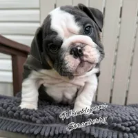 Strawberry, a female English Bulldog for sale in Findlay, OH – 2 of 8