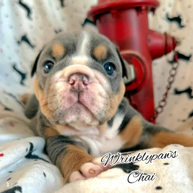 Chai – English Bulldog puppy for sale in Findlay, OH