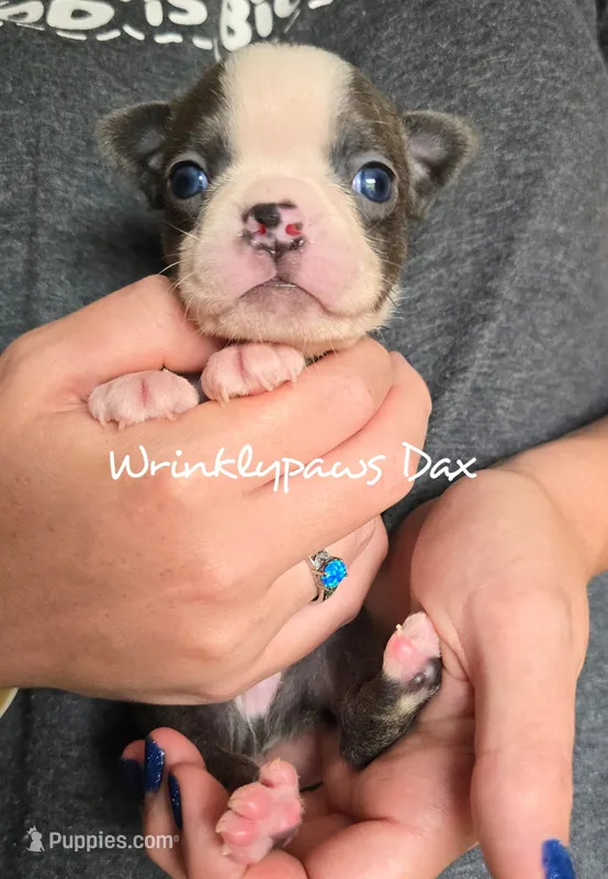 Dax – Boston Terrier puppy for sale in Findlay, OH