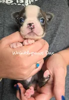 Dax, a male Boston Terrier for sale in Findlay, OH – 1 of 2