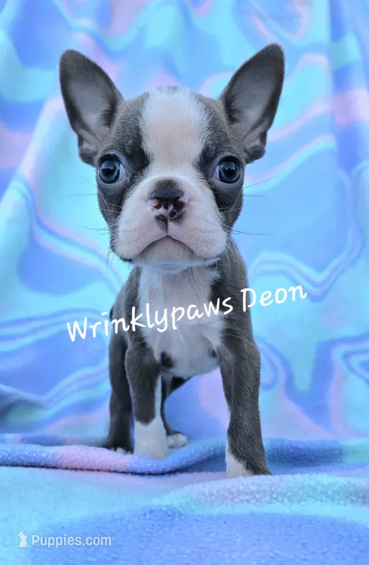 Deon – Boston Terrier puppy for sale in Findlay, OH