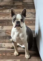 Buzz, a male Boston Terrier for sale in Findlay, OH – Photo 4 of 4