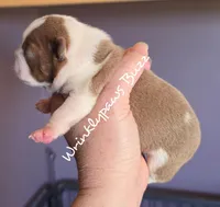 Buzz, a male Boston Terrier for sale in Findlay, OH – Photo 2 of 4