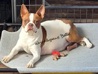 Buzz, a male Boston Terrier for sale in Findlay, OH – Photo 3 of 4