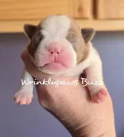 Buzz, a male Boston Terrier for sale in Findlay, OH – Photo 1 of 4