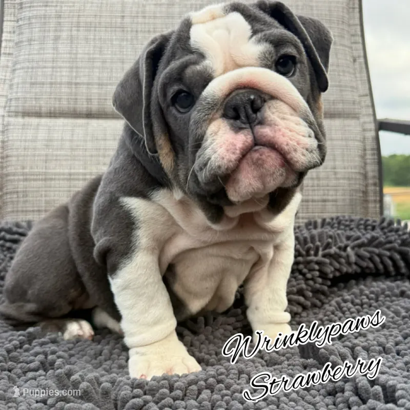 Strawberry – English Bulldog puppy for sale in Findlay, OH