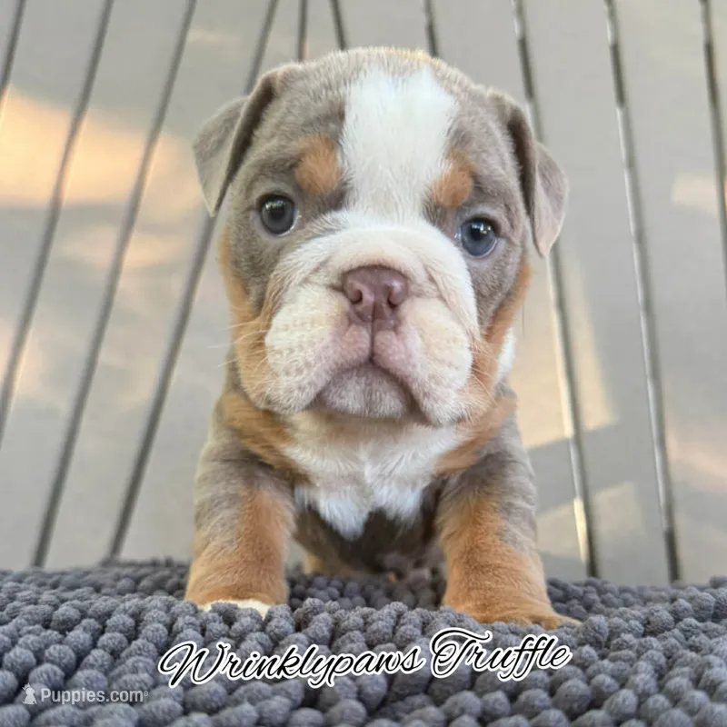 Truffle – English Bulldog puppy for sale in Findlay, OH