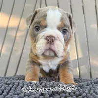 Truffle, a male English Bulldog for sale in Findlay, OH – 1 of 10