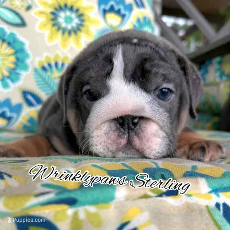 Sterling – English Bulldog puppy for sale in Findlay, OH